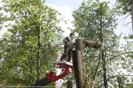 В Подмосковье удалили более 2 500 аварийных деревьев во дворах