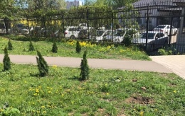 В сквере на ул. Туголукова вандалы выкопали семь туй, посаженных в рамках акции «Лес Победы»