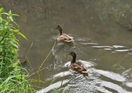 В Лобне проверили качество воды в реке