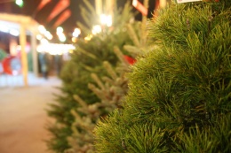 Елочные базары начнут работать в Лобне с 15 декабря