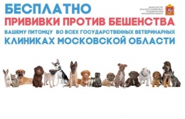 Жители Лобни могут сделать бесплатные прививки от бешенства своим питомцам
