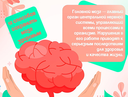 Головной мозг - главный орган центральной нервной системы, управляющий всеми процессами в организме.