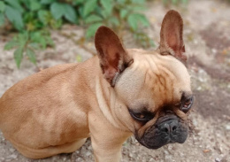 Жителям Лобни рассказали как зарегистрировать домашних животных Жителям Лобни рассказали как зарегистрировать домашних животных