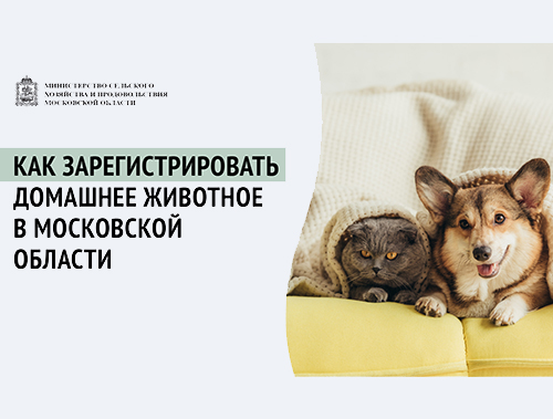 Жители Лобни могут зарегистрировать домашних животных онлайн