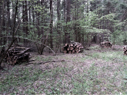 В лобненских лесах продолжают наводить порядок