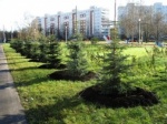 В Лобне появилась Аллея легенд