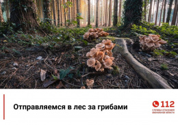 Служба спасения рекомендует: как не заблудиться в лесу 