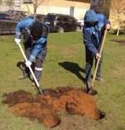 Озеленение городских дворов продолжается