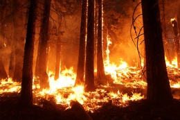 Осторожно, лесные пожары