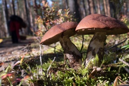 Отправиться в лес за последними грибами призвал жителей Подмосковья первый зампред областного парламента