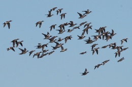 11 апреля состоится экологический праздник "Встречаем перелетных птиц"