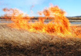 При установившейся теплой сухой погоде возрастает риск пожаров по вине человека