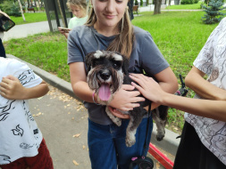В парке Лобни чипировали собак В парке Лобни чипировали собак