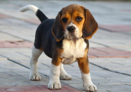 Жители Лобни смогут зарегистрировать своих питомцев онлайн