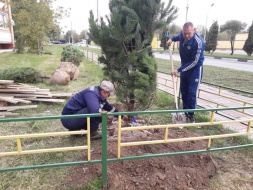 Управляющая компания “ПИК-Комфорт” приняла участие в посадке деревьев на дворовых территориях