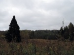 До конца года в Лобне будет сыро