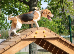 В Центральном парке Лобни завершили обустройство площадки для собак В Центральном парке Лобни завершили обустройство площадки для собак