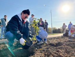В лобненском городском парке «Река времени» высадили новые деревья В лобненском городском парке «Река времени» высадили новые деревья