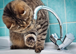 Что делать, если у вас в квартире течёт грязная вода, либо её вовсе нет?