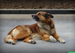 Жителей Лобни просят сообщать о бездомных собаках в горокруге