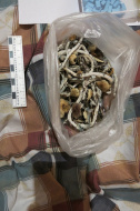 В Лобне полицейские изъяли из незаконного оборота экстази и галлюциногенные грибы