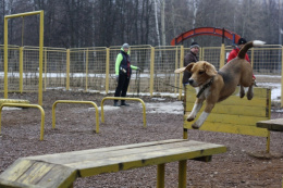 Лобненцам предлагают выбрать место для выгула собак Лобненцам предлагают выбрать место для выгула собак