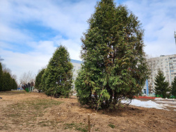 В Лобне в рамках реконструкции Центрального парка пересадили 111 деревьев
