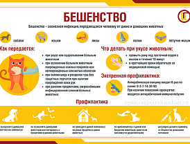 Безопасное поведение с животными и профилактика бешенства — важные аспекты, которые помогут защитить как людей, так и домашних животных